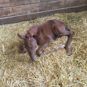 Meet your Posher, Carrie